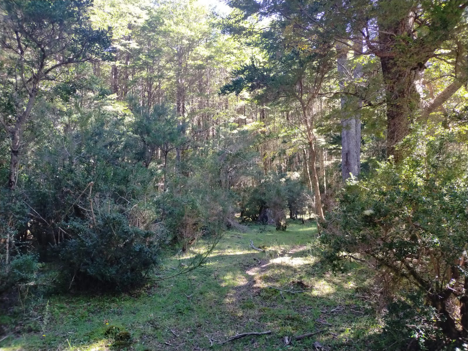 Río Cisnes - La Magia 2,48ha - lote71 - Imagen 16