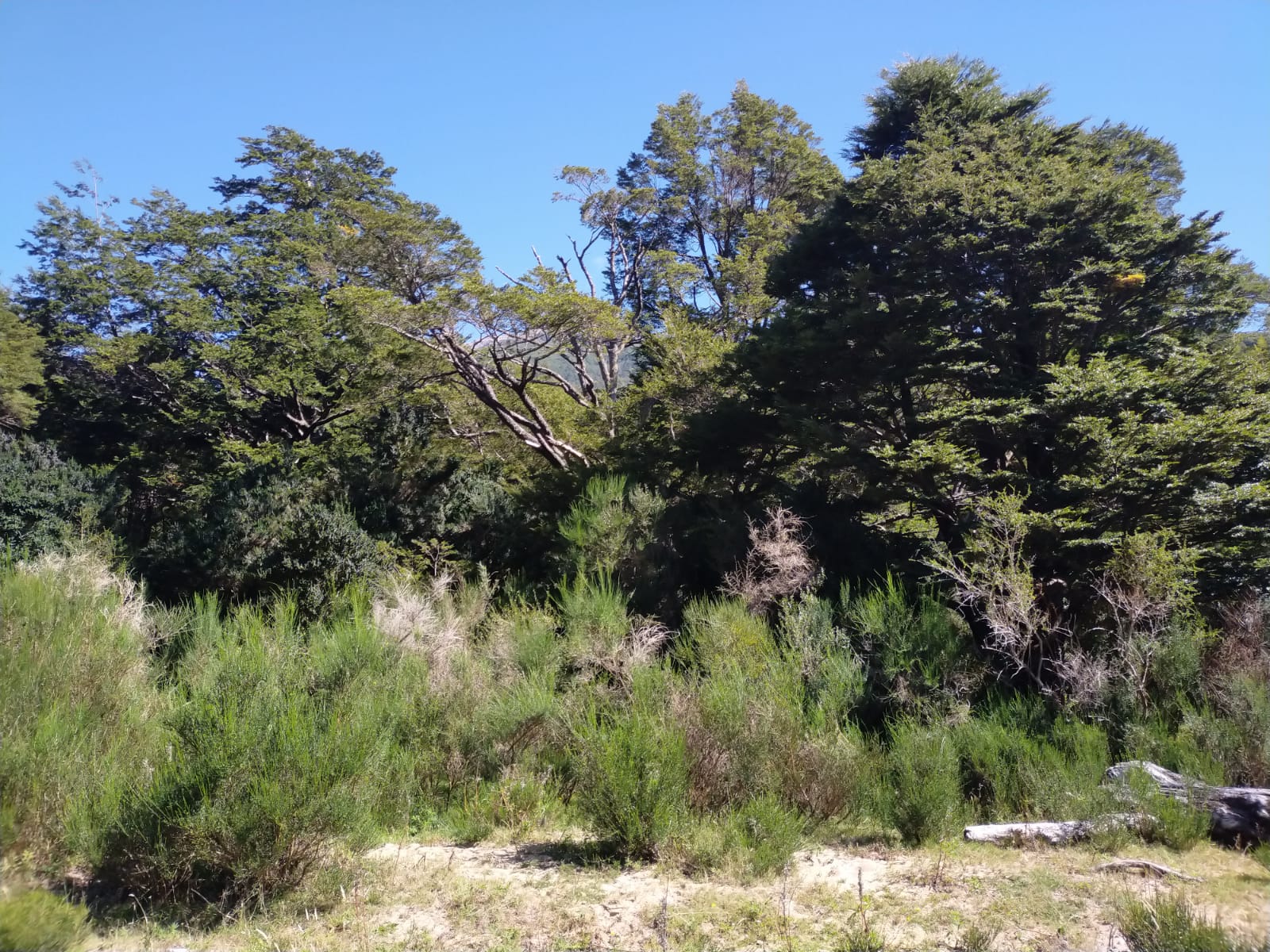 Río Cisnes - La Magia 2,48ha - lote71 - Imagen 6