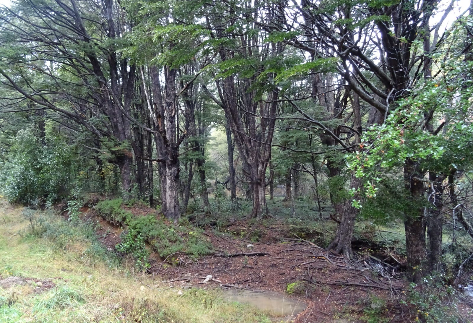 Bosques de Choyquemoro 30ha - Imagen 2