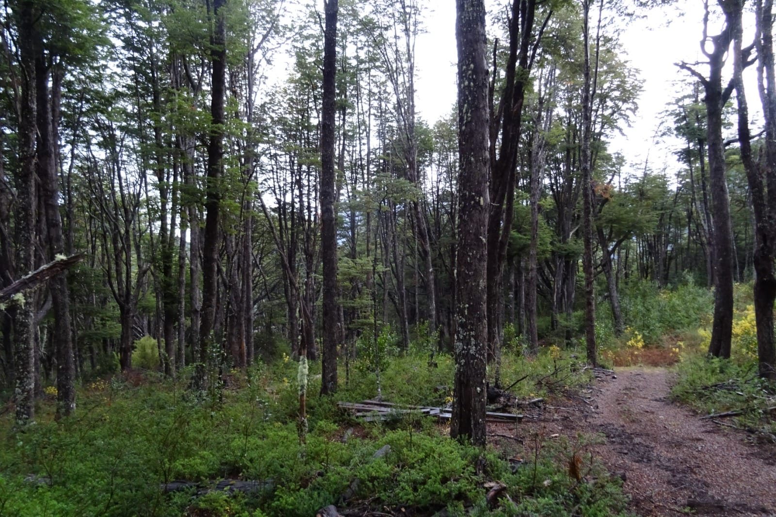 Bosques de Choyquemoro 30ha - Imagen 5