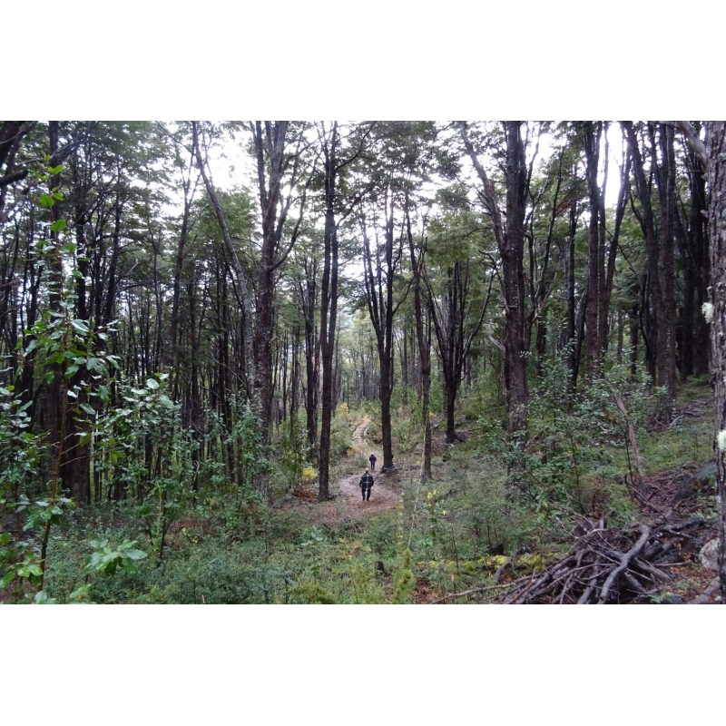 Bosques de Choyquemoro 30ha