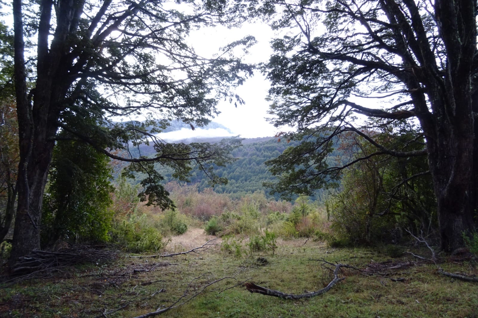 Bosques de Choyquemoro 30ha - Imagen 7