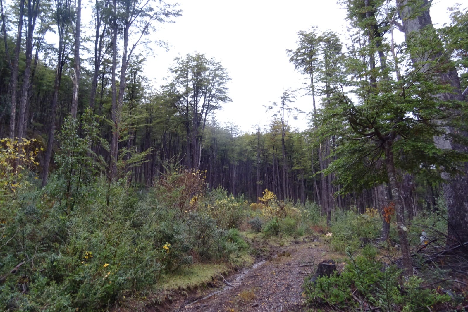 Bosques de Choyquemoro 30ha - Imagen 8