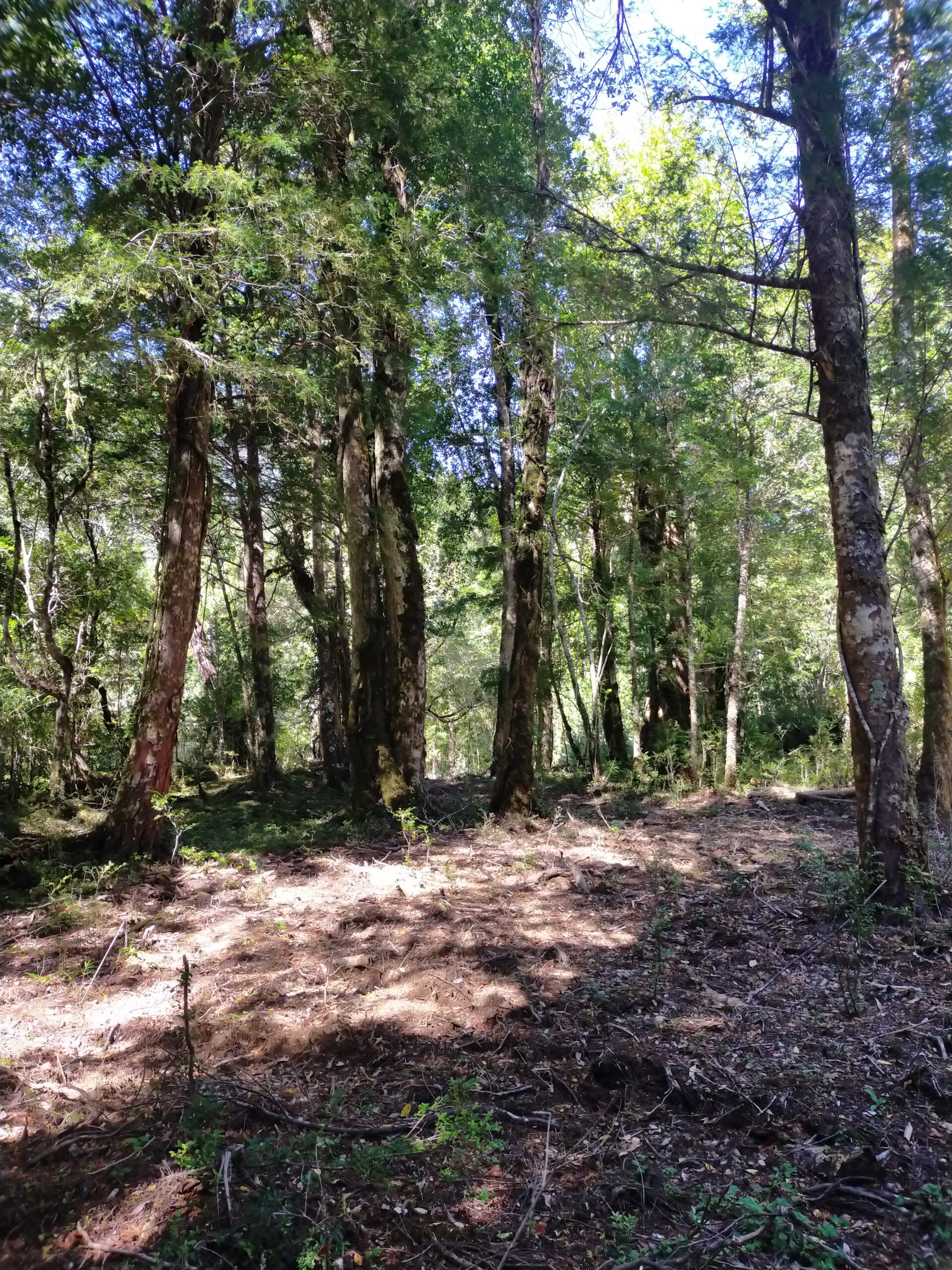 Río Cisnes - La Magia 1,19 ha bosque nativo - Imagen 10