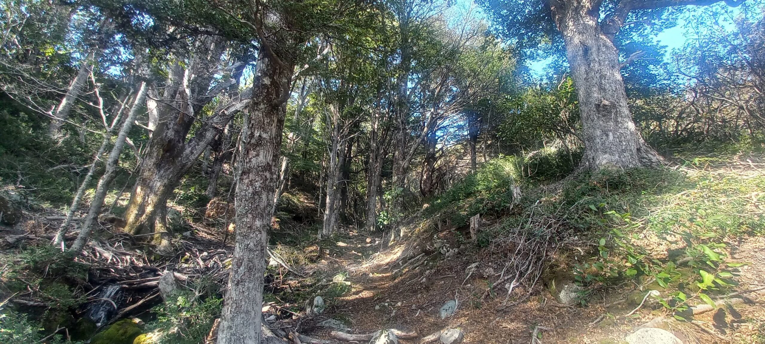 Camino Tapera 30ha - Imagen 4