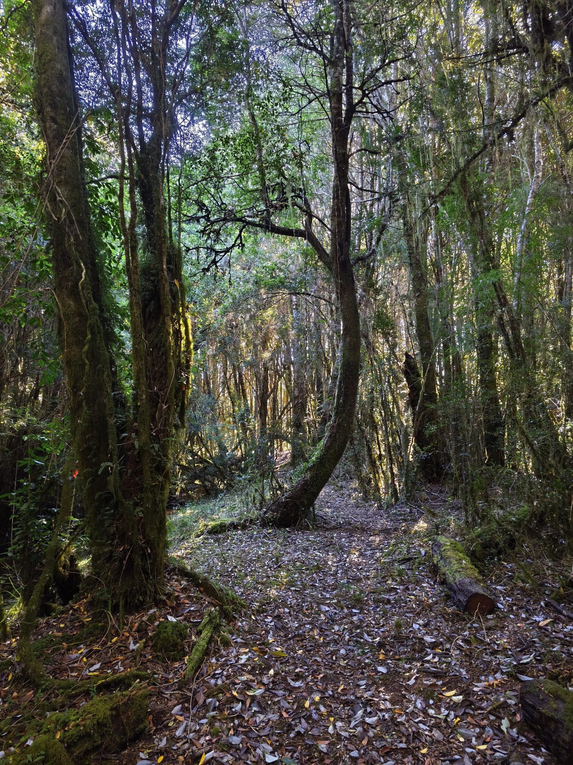 Fiordo Puyuhuapi 1 ha (x2) - Imagen 5