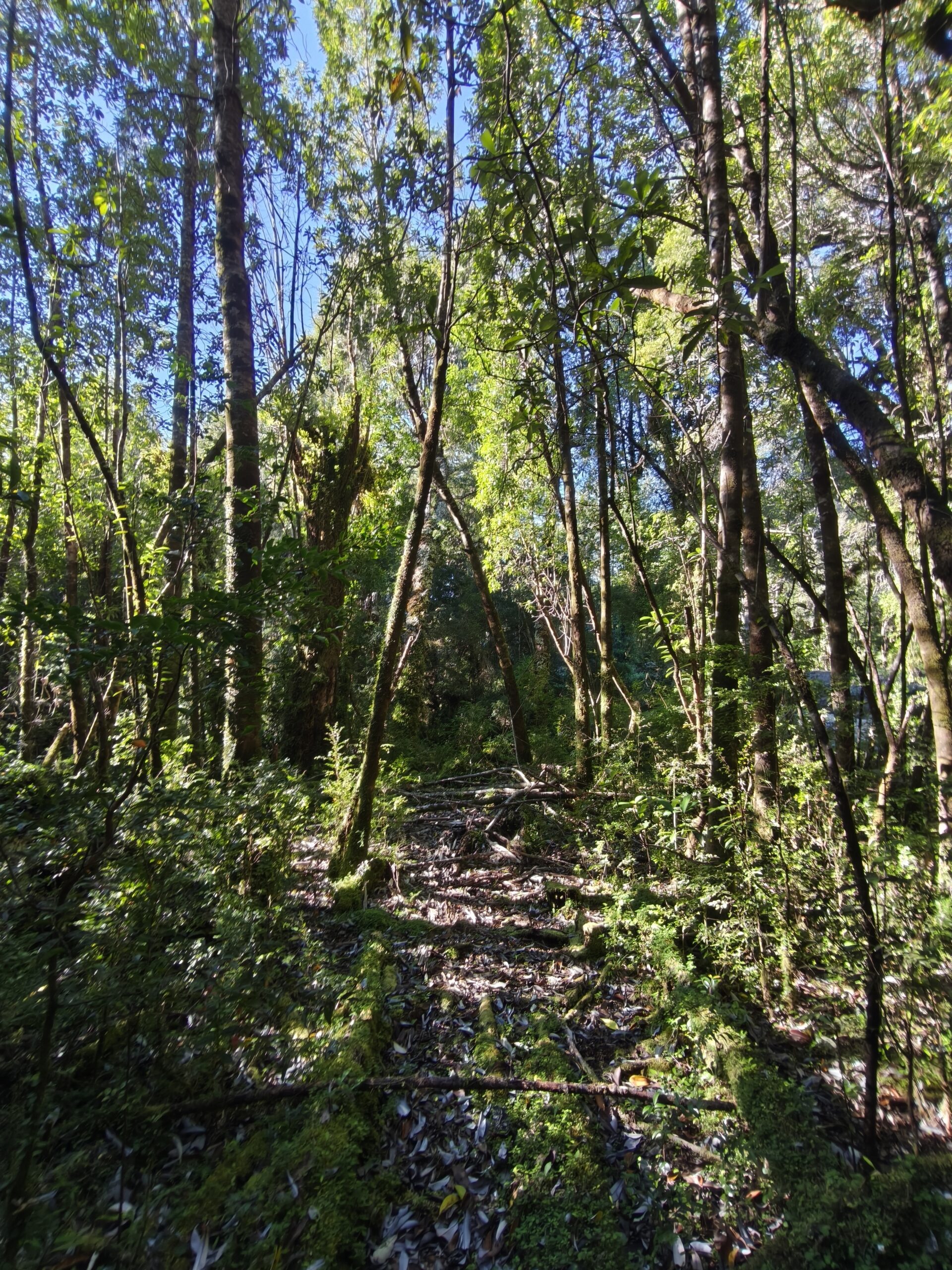 Fiordo Puyuhuapi 1 ha (x2) - Imagen 8