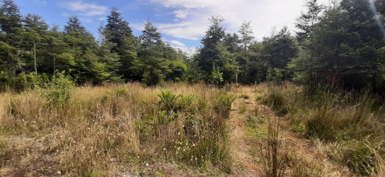 Tepual 5000 m2 - Puerto Montt - Imagen 2