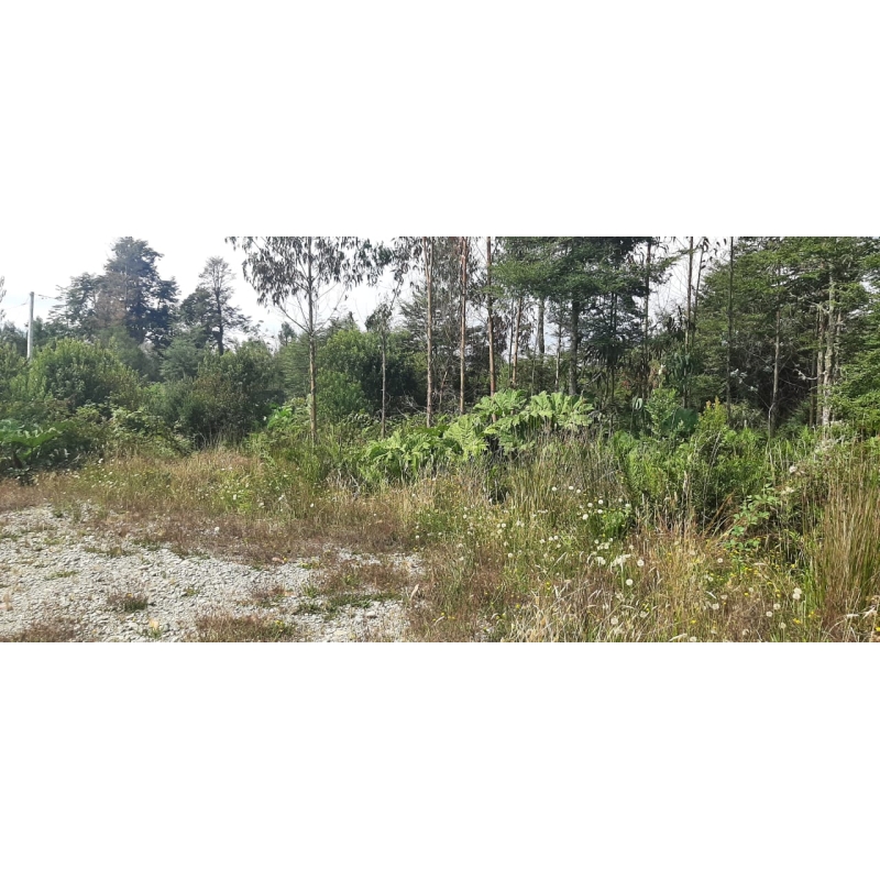 Tepual 5000 m2 - Puerto Montt