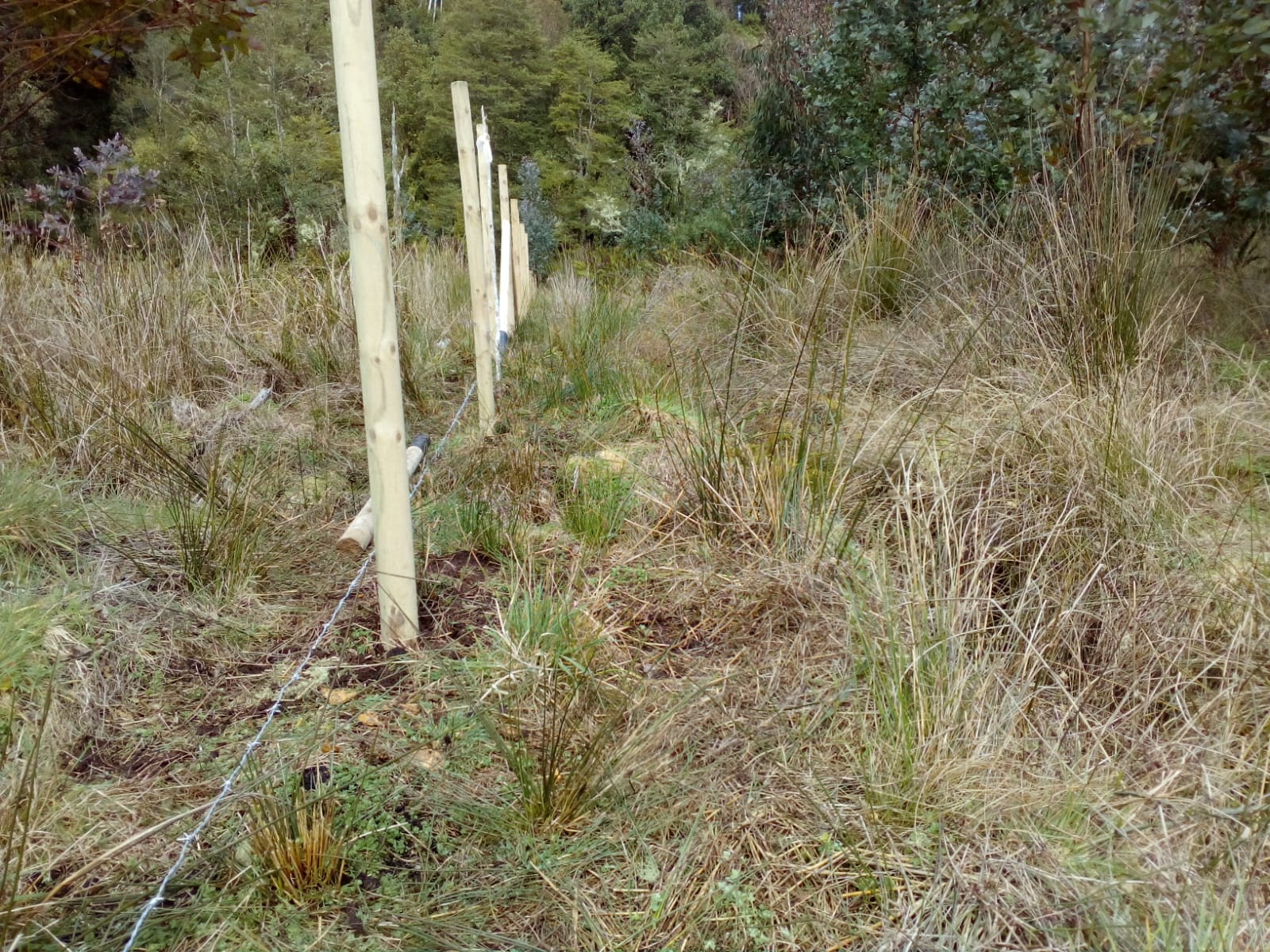 Tepual 5000 m2 - Puerto Montt - Imagen 6