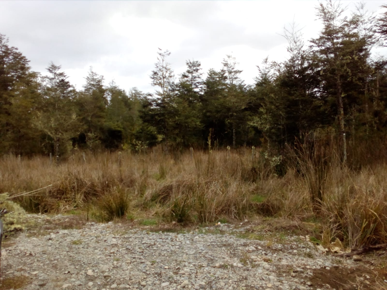 Tepual 5000 m2 - Puerto Montt - Imagen 4
