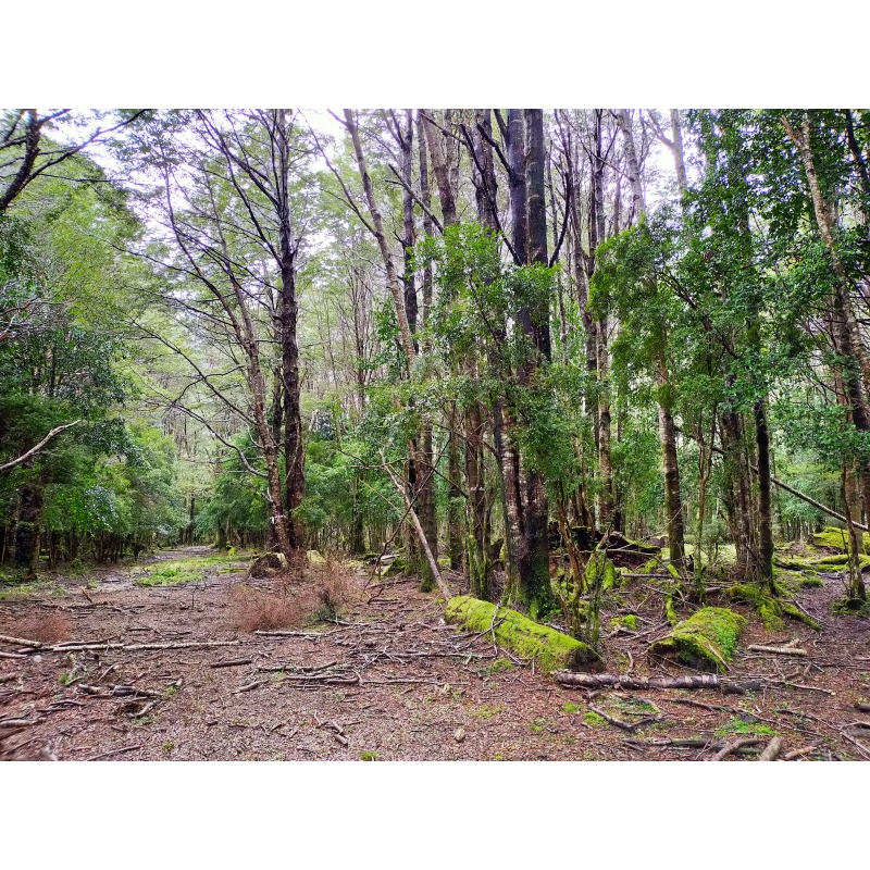 Proyecto Magia de la Patagonia: 4,03 Hectáreas Lote 14