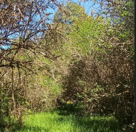 Valle Risopatrón 5000 m² - Imagen 9