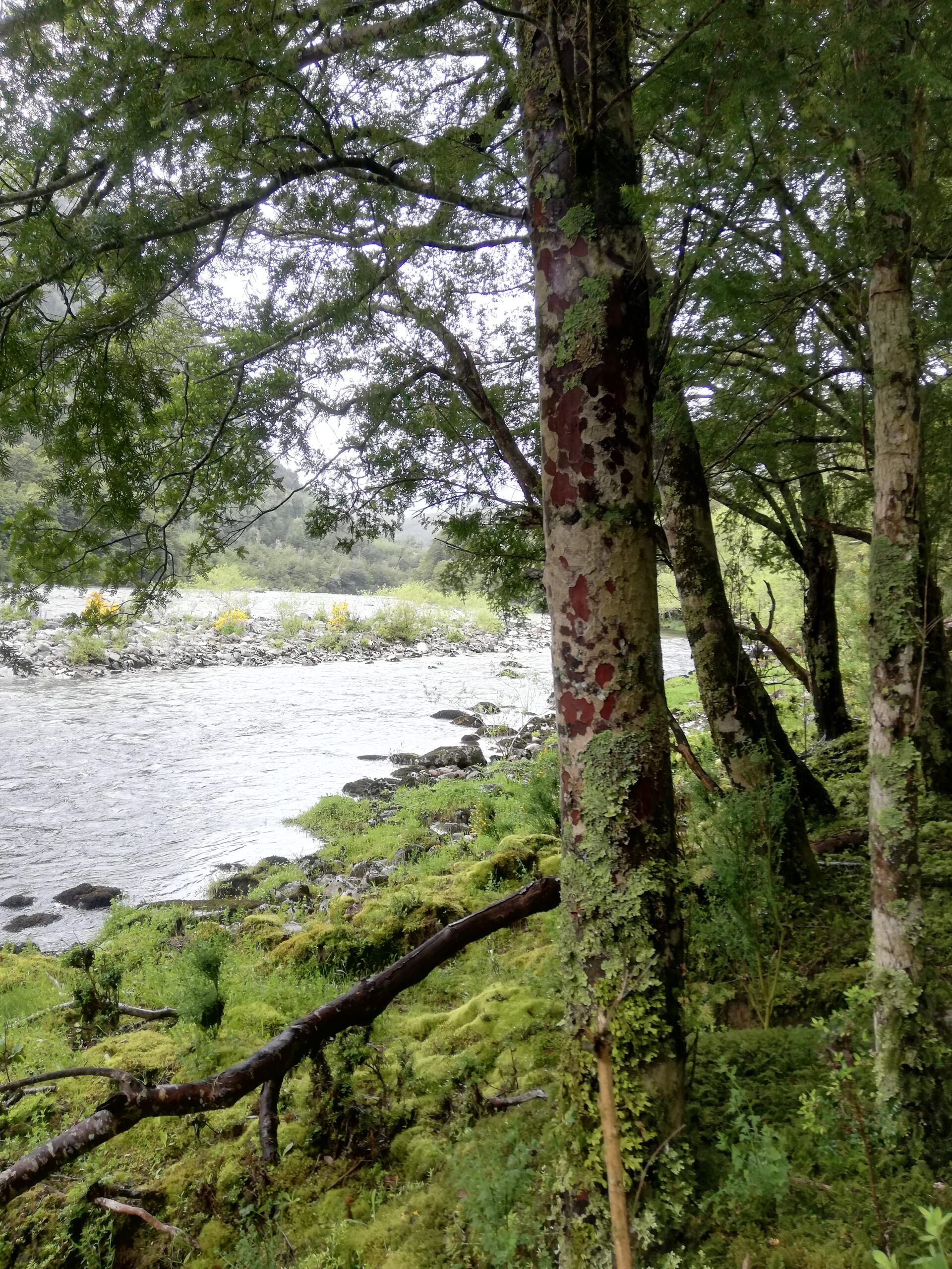 Río Cisnes - La Magia 1,27 ha orilla río - Imagen 20