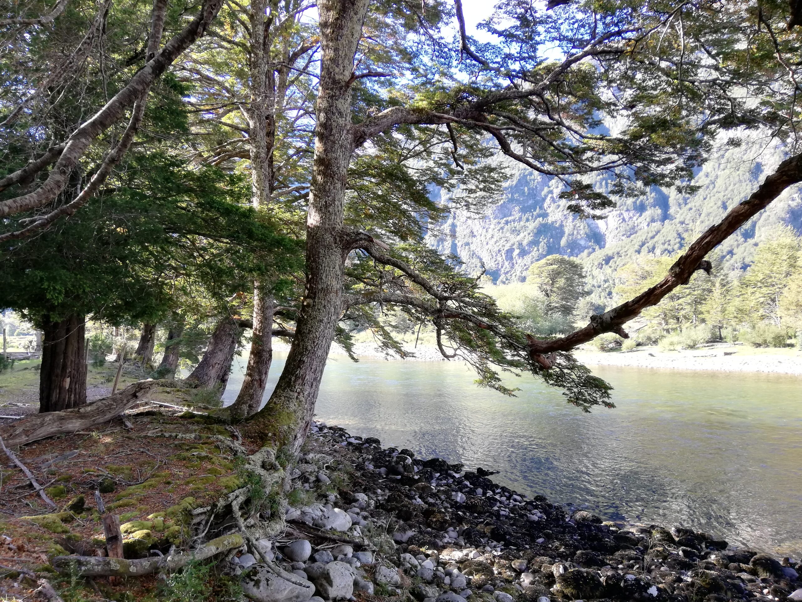 Río Cisnes - La Magia 1,27 ha orilla río - Imagen 18