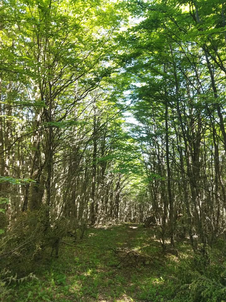 El Fraile parcela 5000 m², Coyhaique - Imagen 5