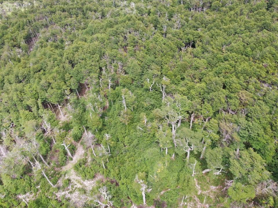 El Richard - 10 ha - Imagen 5