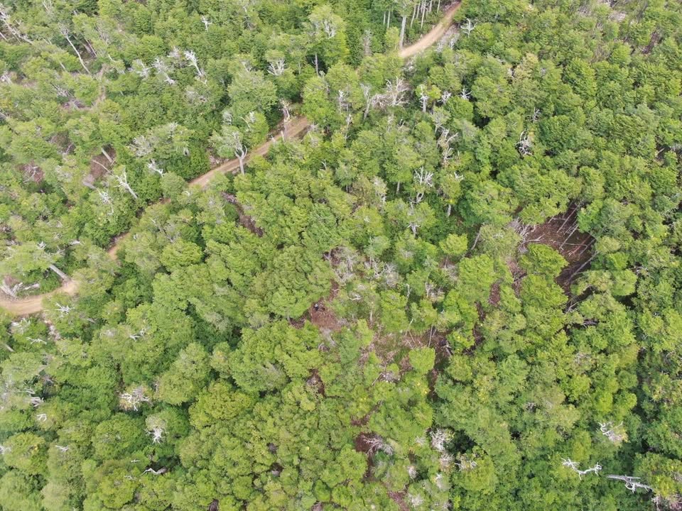 El Richard - 10 ha - Imagen 7